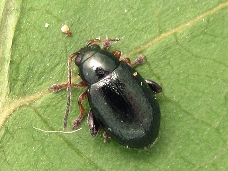 Chrysomelidae alticino su Iris pseudacorus: Aphthona coerulea (cfr)?